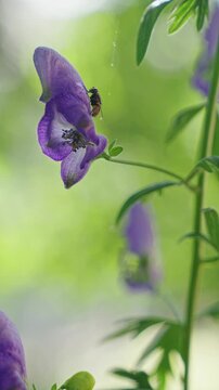 Small insect on purple aconite flower blowing in wind, macro, vertical video, static shot
