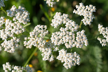 common yarrow, Achillea millefolium white flowers closeup selective focus © aga7ta