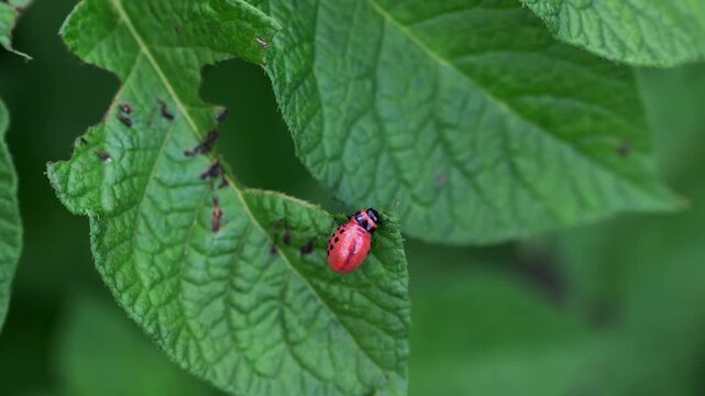 Colorado potato beetle larva sitting on damaged potato leaf in garden, static shot
