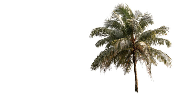 Palm tree isolated on a white background