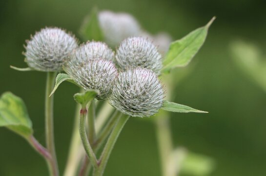 Woolly burdock (Arctium tomentosum) growing in grassland
