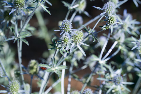 blue eryngo, flat sea holly,
Eryngium planum summer flowers closeup selective focus