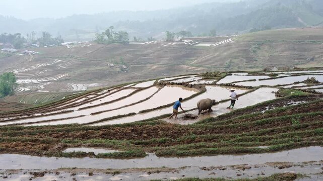 Farmers and Water Buffalo Working in Terraced Rice Fields of Lao Cai, Vietnam