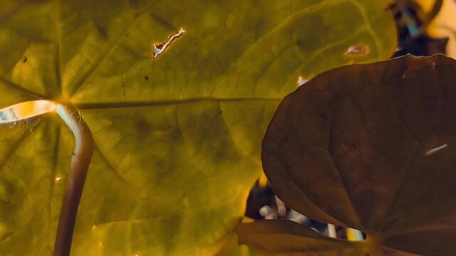 Camera movement close up shot of green lotus leaves texture details in the pond