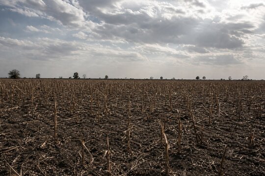 Field of crops after a locust swarm, showing bare stems against the soil.