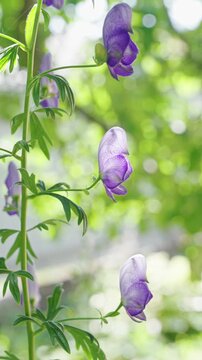 Sunlight shining through purple aconite flower petals blowing in wind, macro, vertical video, static shot