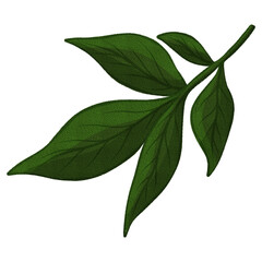 Fototapeta premium Fresh Basil Leaves PNG Green Herb Botanical Clipart 