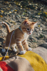 portrait of a cat © marenolivia