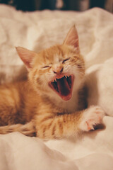 cat lying on the floor © marenolivia