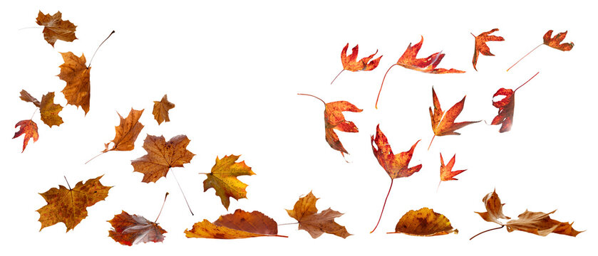 Colorful dynamic autumn leaf texture on transparent background. 