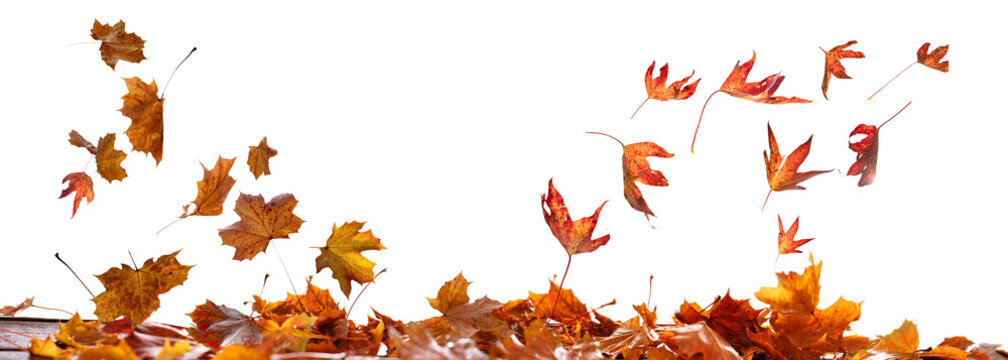 Colorful dynamic autumn leaf texture on transparent background. 