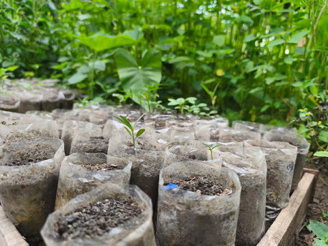 Nursery bags are used to grow young plants. This cultivation method is common for a variety of plants, including coffee, tamarind, and vegetable seedlings. They are designed to be breathable, biodegra