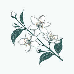 Fototapeta premium White jasmine flowers on green branch with buds isolated botanical vector illustration.
