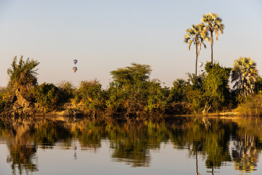 palm trees at sunrise on the Zambezi River, Zimbabwe, Africa