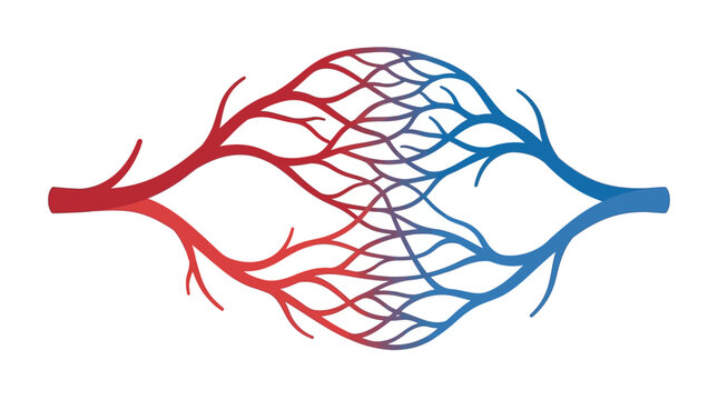 Human circulatory system diagram showing blood vessels, arteries, veins, and capillaries.
