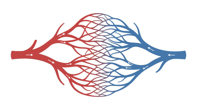 Detailed illustration of human capillary network showing blood flow between arteries and veins.