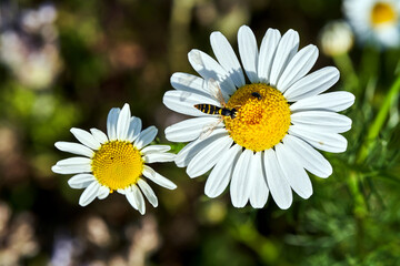 Fototapeta premium close-up of a daisy flower in a meadow on a sunny day during spring