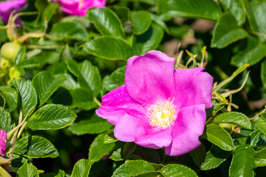 満開に咲いた紅紫色のバラ「ハマナス・ルブラ（浜茄子）」の花