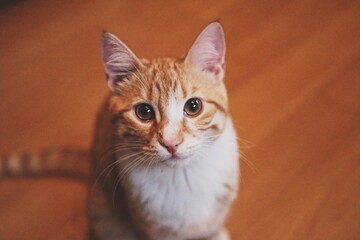 portrait of a cat © marenolivia