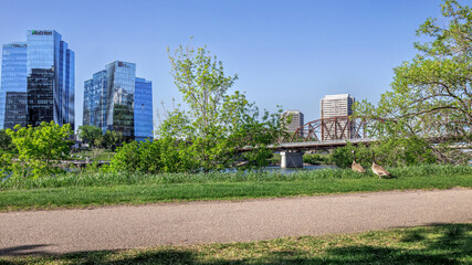 Two Canada geese looking at the cityscape featuring Victoria Bridge and office building of downtown Saskatoon. © Jolanta