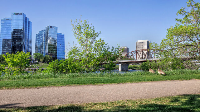 Two Canada geese looking at the cityscape featuring Victoria Bridge and office building of downtown Saskatoon.
