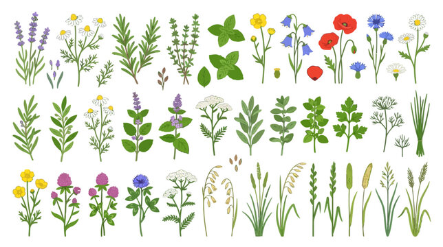 Collection of Wildflowers and Herbs: Botanical Illustration, Vector Art