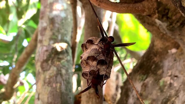 Paper wasps building and guarding their honeycomb nest on a branch. wild natural forest.