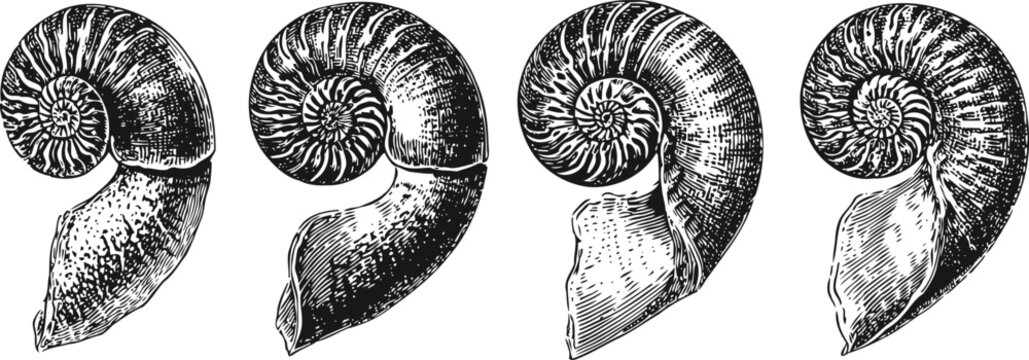 Vintage ammonite shell illustrations black ink spiral fossil drawings set