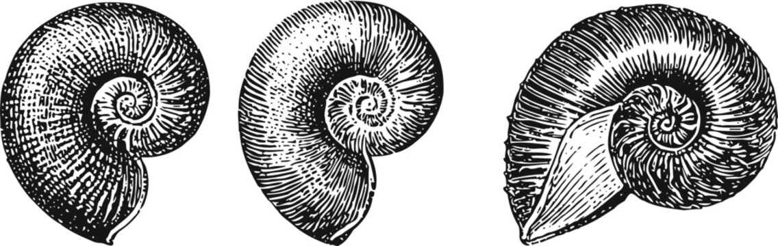vintage engraving of ammonite shells with detailed spiral patterns