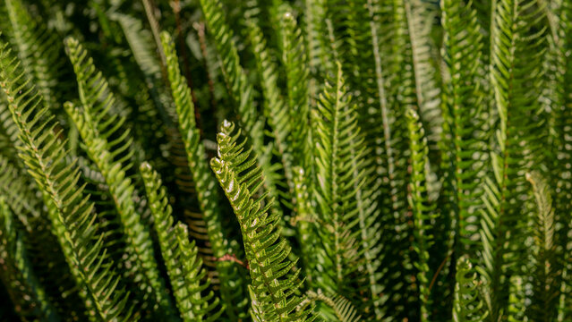 Sword Fern Fronds in Sunlight &mdash; Nephrolepis sp. Dense Pinnate Foliage Texture with Sori, Garden Waterside, Portugal