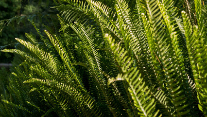 Sword Fern Fronds in Sunlight — Nephrolepis sp. Dense Pinnate Foliage Texture with Sori, Garden Waterside, Portugal © Svetlana
