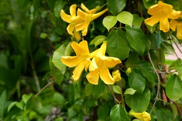 Fototapeta premium Yellow Dolichandra flowers blooming on a climbing vine