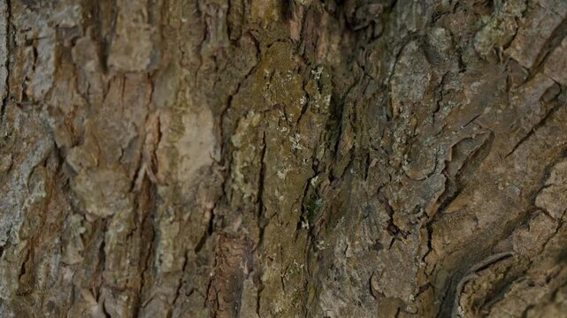 Many ants running up and down on textured tree bark, macro, static shot