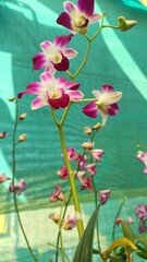Purple and white Dendrobium orchid flowers blooming in greenhouse nursery © Shivangi