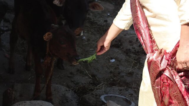 Raw video footage of a village woman feeding a baby calf with fresh green leaves outside a rural home in India, showcasing traditional livestock care.