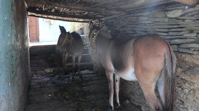 Raw video footage of two horses standing inside a traditional stone stable in a rural village in Uttarakhand, India, reflecting livestock care, village life, and poverty.