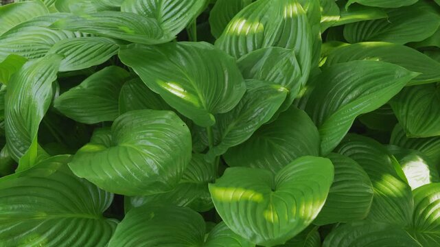 Lush green hosta leaves with sun dapples blowing in wind, full frame, static shot