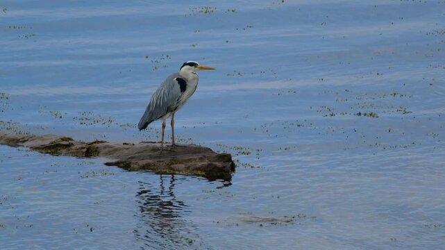 Herons are long-legged, long-necked, freshwater and coastal birds in the family Ardeidae, with 75 recognised species