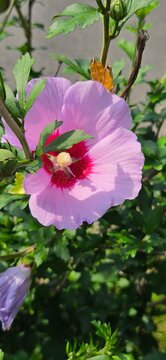 Vibrant violet and red hibiscus flower on a sunny day
