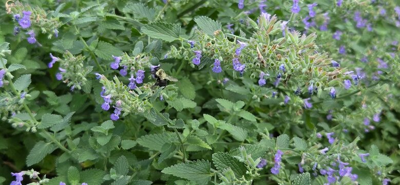 A chubby bumble bee collecting pollen from purple wildflowers.