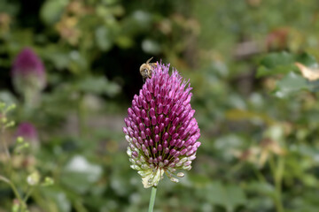 Fototapeta premium Bee on blooming drumstick allium resp.Allium sphaerocephalon,Germany