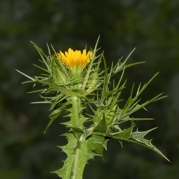 spotted golden thistle  resp.Scolymus maculatus,lower Rhine region,Germany
