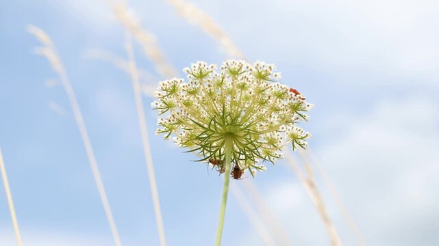 Wild carrot plant, daucus carota, wildflower with common red soldier beetles mating, flowers attract variety of pollinators