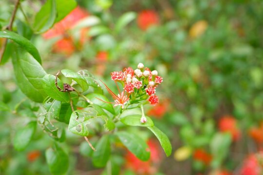 Close-up of bush willow blossoms in natural sunlight.