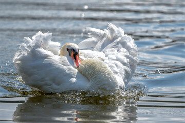 Schwan © Xaver Klaussner