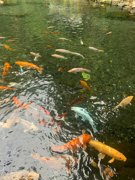 A large group of various colorful koi fish swimming together in a shallow, clear freshwater pond with stones visible along the shore.