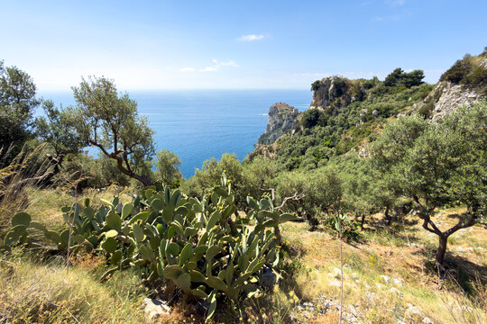 Beautiful sunlit landscape of the Sorrento Peninsula featuring olive trees and cacti overlooking the sea