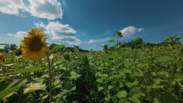 Aerial fpv sunflowers swaying through rural field rows under blue sky with scattered clouds.