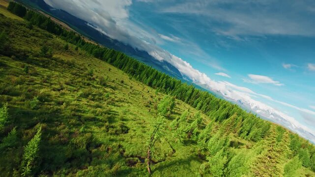 Aerial view of pine forest gliding over rolling grasslands toward distant mountains in open countryside Chuysky tract Altai, Siberia, Russia.