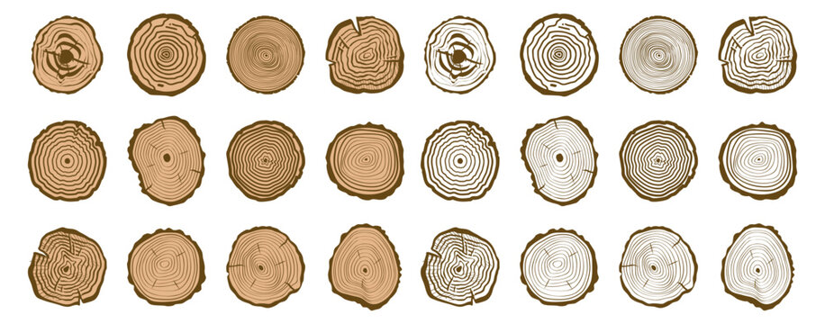 Collection of detailed tree stump cross sections with concentric wood ring patterns.